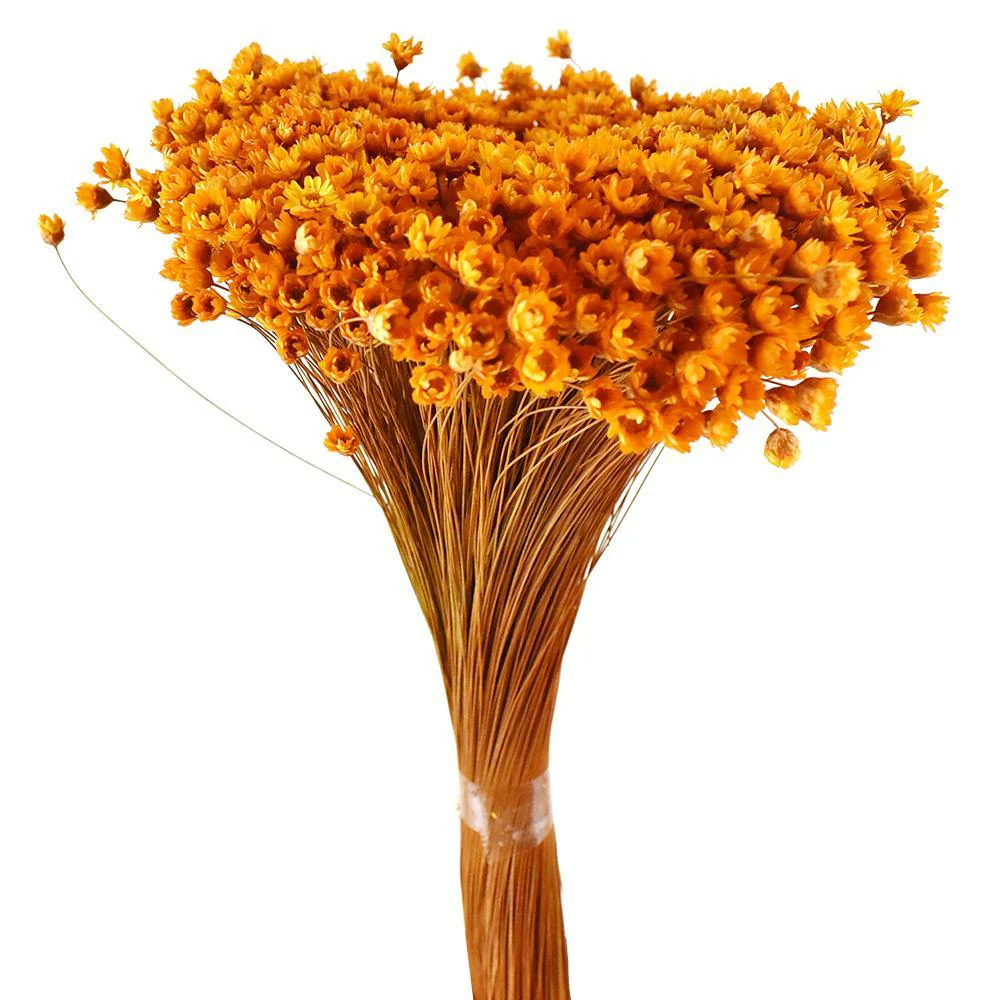 Dried Natural Star Flowers Bundle - Image 3