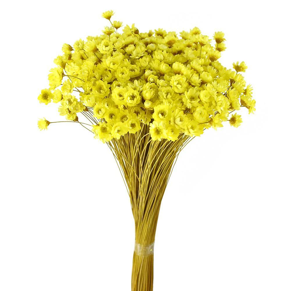 Dried Natural Star Flowers Bundle - Image 7